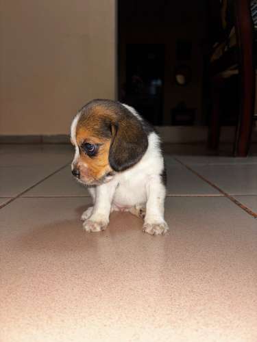 Beagles