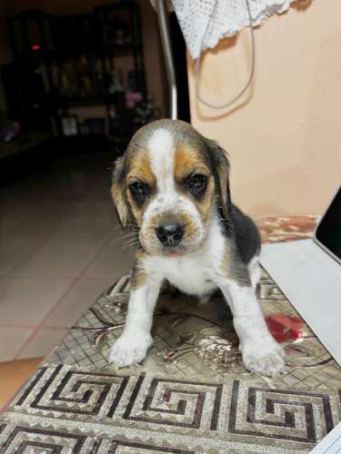 Beagles