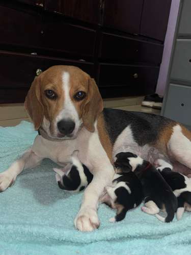Beagles