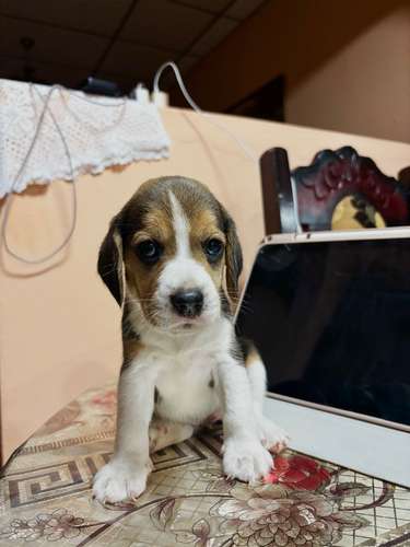 Beagles