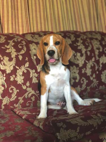 Beagles