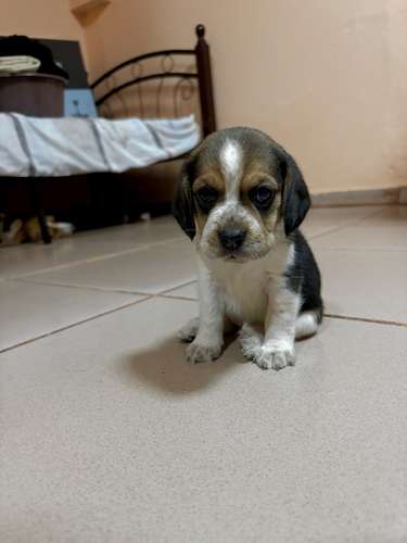 Beagles