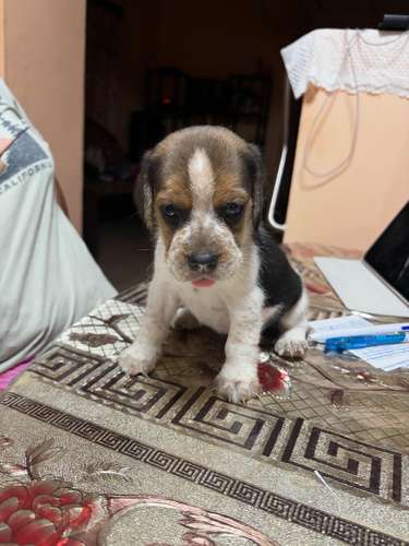 Beagles
