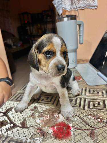 Beagles