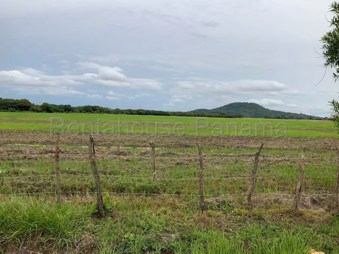 Venta de Terreno en Penonome Finca Agroganadera AP2 - Imagen 4