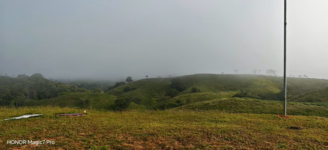 FINCA DE 100 HECTÁREAS EN VENTA EN PASO REAL, PENONOMÉ, PANAMÁ - Imagen 3