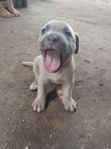 Pitbull blue 