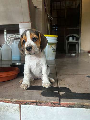 Beagles 