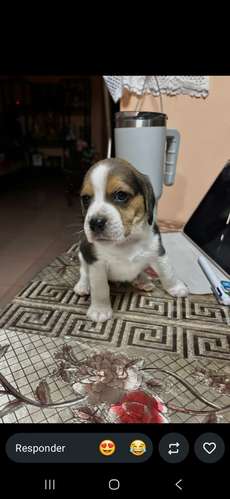 Beagles 
