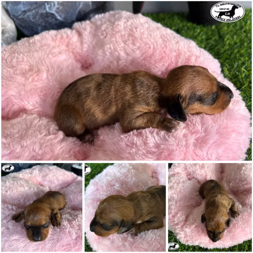 Salchichas dachshund pelo largo y pelo corto  - Imagen 5