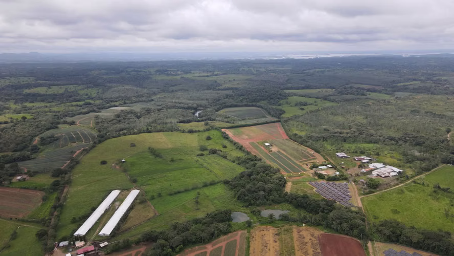 Banco Vende Finca LA CHORRERA ZANGUENGAS ideal para piñas o ganado - Imagen 4