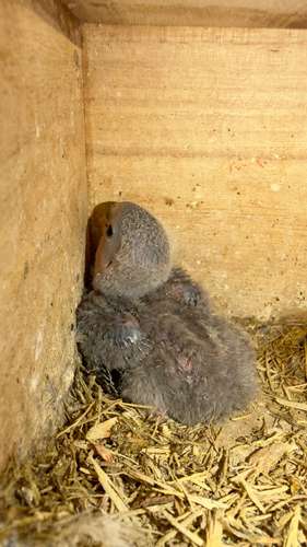 Papilleros de Agapornis Roseicollis