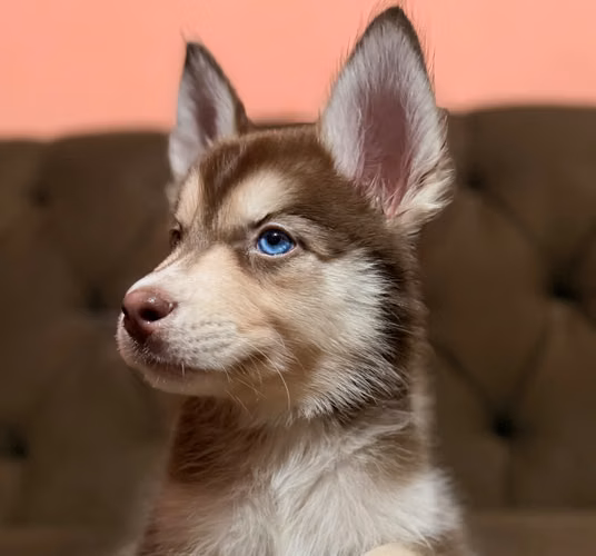 Husky siberianos machos de manto rojo disponibles - Imagen 5