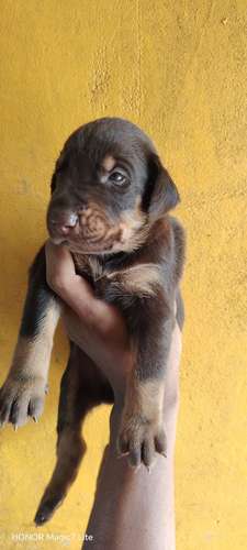 Cachorros Dobermans  - Imagen 4