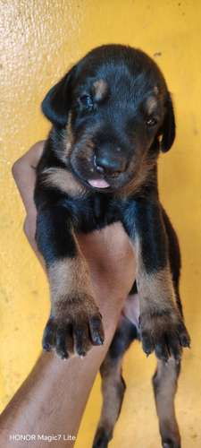 Cachorros Dobermans  - Imagen 2