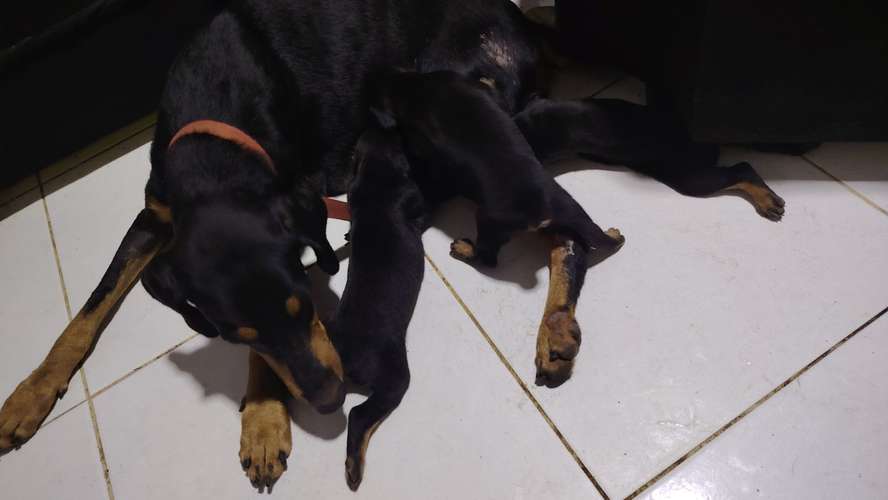 Cachorros Dobermans  - Imagen 5