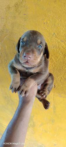 Cachorros Dobermans  - Imagen 3