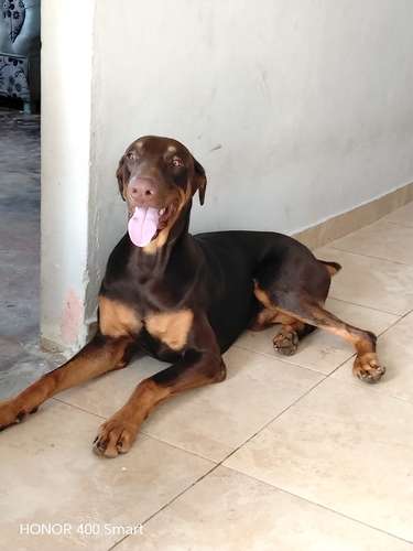 Cachorros Dobermans  - Imagen 6