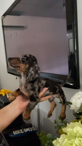 Cachorros salchichas toys arlequin a la venta machos - Imagen 5