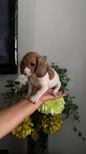Cachorros salchichas toys arlequin a la venta machos - Imagen 4