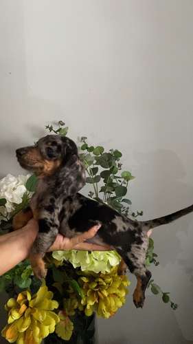 Cachorros salchichas toys arlequin a la venta machos - Imagen 6
