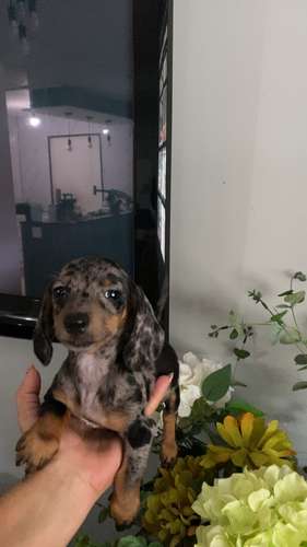 Cachorros salchichas toys arlequin a la venta machos - Imagen 8