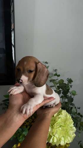 Cachorros salchichas toys arlequin a la venta machos