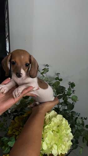 Cachorros salchichas toys arlequin a la venta machos - Imagen 2