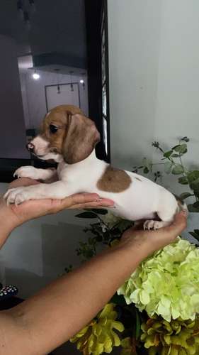 Cachorros salchichas toys arlequin a la venta machos - Imagen 3
