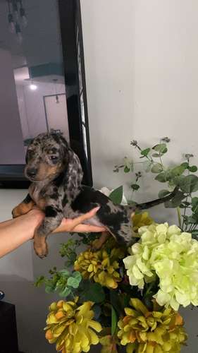 Cachorros salchichas toys arlequin a la venta machos - Imagen 7
