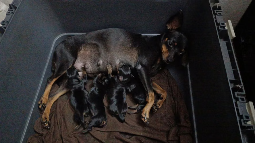 Pincher Chihuahua  - Imagen 5