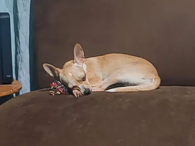 Pincher Chihuahua  - Imagen 2