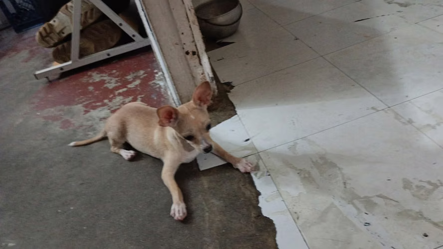 Pincher Chihuahua  - Imagen 3