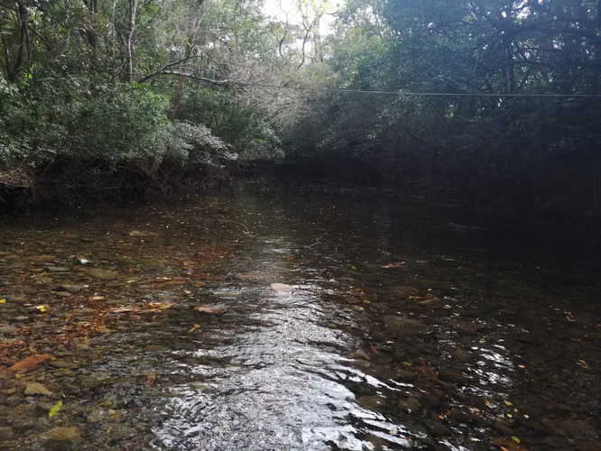 Se vende excelente finca ganadera 470 hectáreas más 450 animales a 9,500.00 por hectárea , san Lorenzo Chiriquí 