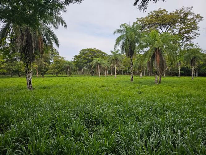 Se vende excelente finca ganadera 470 hectáreas más 450 animales a 9,500.00 por hectárea , san Lorenzo Chiriquí 