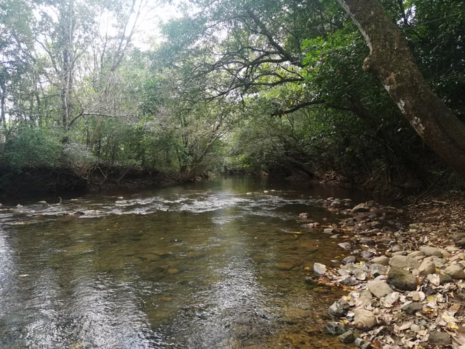 Se vende excelente finca ganadera 470 hectáreas más 450 animales a 9,500.00 por hectárea , san Lorenzo Chiriquí 