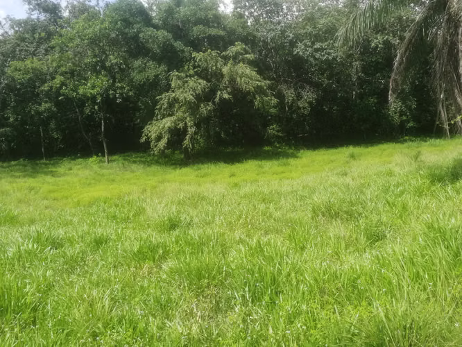 Se vende excelente finca ganadera 470 hectáreas más 450 animales a 9,500.00 por hectárea , san Lorenzo Chiriquí 