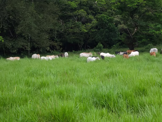 Se vende excelente finca ganadera 470 hectáreas más 450 animales a 9,500.00 por hectárea , san Lorenzo Chiriquí 