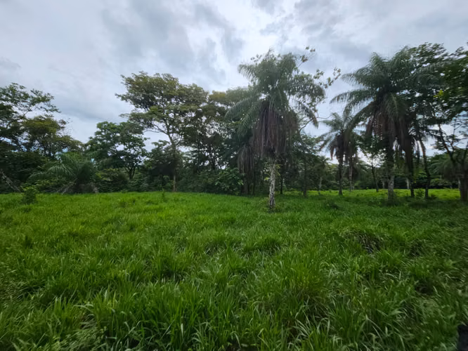 Se vende excelente finca ganadera 470 hectáreas más 450 animales a 9,500.00 por hectárea , san Lorenzo Chiriquí 