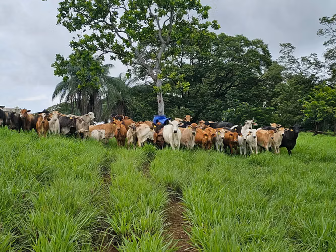 Excellent farm is sold 470 hectares San Lorenzo 9,50.00 per hectare