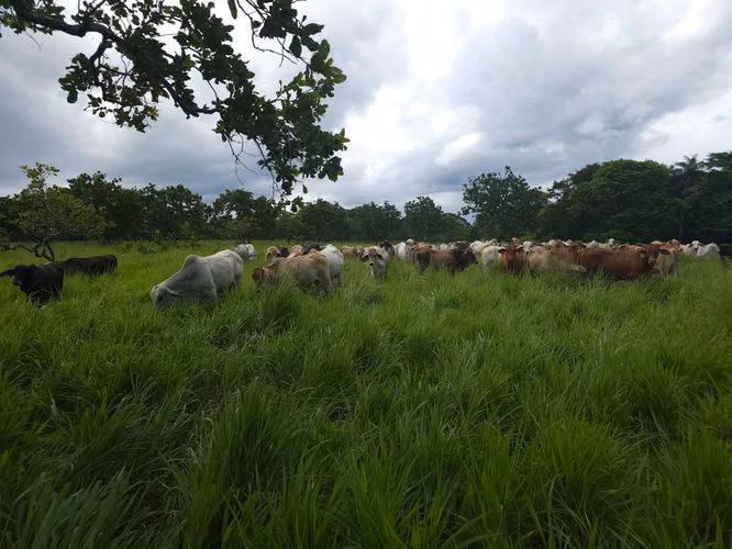 Se vende excelente finca ganadera 470 hectáreas más 450 animales a 9,500.00 por hectárea , san Lorenzo Chiriquí 