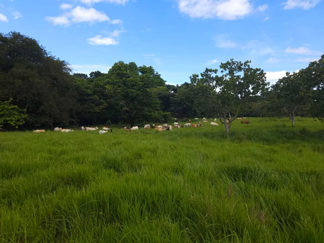 Se vende excelente finca ganadera 470 hectáreas más 450 animales a 9,500.00 por hectárea , san Lorenzo Chiriquí 