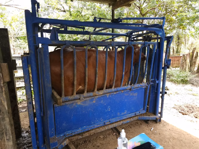 Se vende excelente finca ganadera 470 hectáreas más 450 animales a 9,500.00 por hectárea , san Lorenzo Chiriquí 