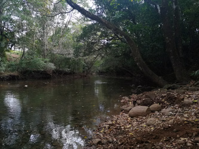 Se vende excelente finca ganadera 470 hectáreas más 450 animales a 9,500.00 por hectárea , san Lorenzo Chiriquí 
