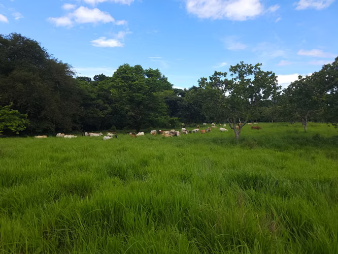Se vende excelente finca ganadera 470 hectáreas más 450 animales a 9,500.00 por hectárea , san Lorenzo Chiriquí 