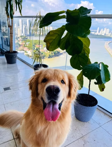 Golden Retriever busca novia - Imagen 1