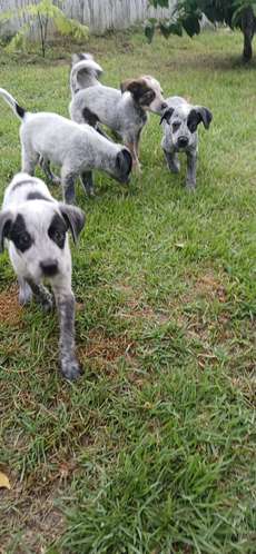 Pastor Australiano Cachorros - Imagen 5