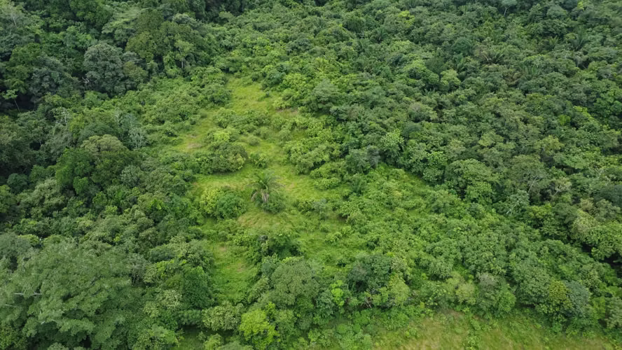 VENTA TERRENO LAS YAYAS | LA CHORRERA | 23.7 HA | RIO CAIMITO | $8 M2 MV005 - Imagen 5