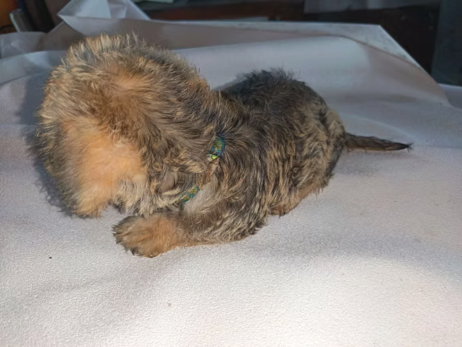 Maltipoo hembra y macho - Imagen 2