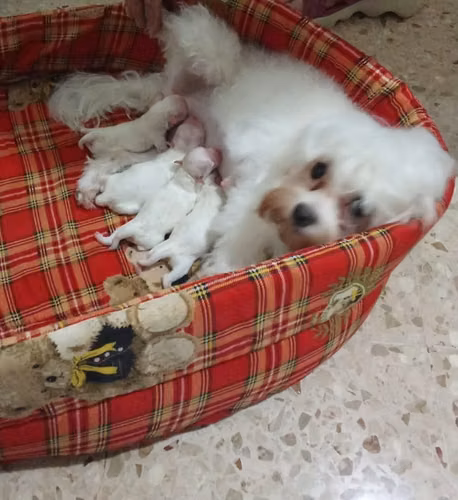 Hermosa Camada VIP de Malteses Mini - Club Canino de Panamá - Imagen 7